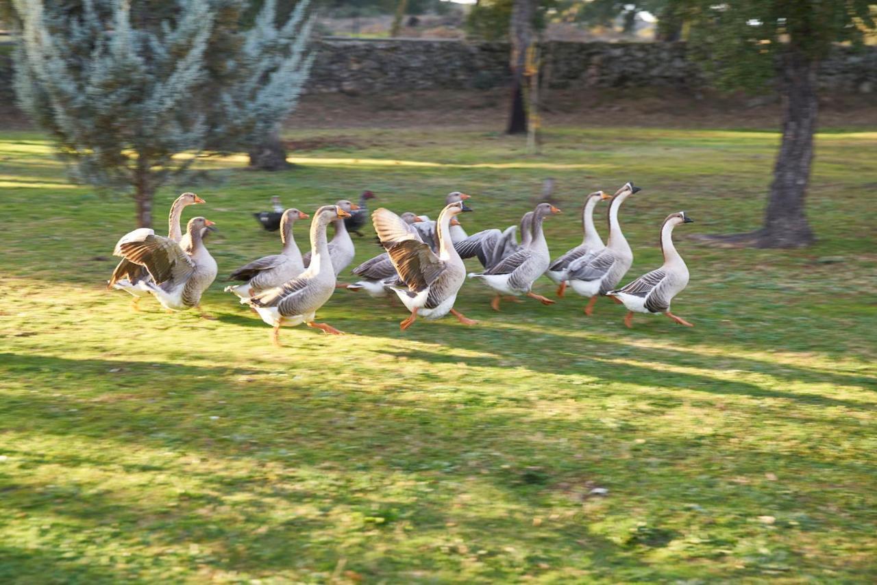 Finca El Cortinal Valencia de Alcántara エクステリア 写真